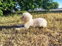 Purple-Standard, a female Goldendoodle for sale in Weatherford, TX – 2 of 5