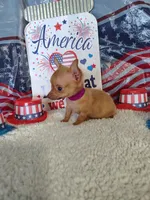 Purple, a female Chihuahua for sale in Coleman, TX – 7 of 8
