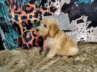 Orange-Standard, a male Goldendoodle for sale in Coleman, TX – 3 of 6