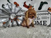 Orange, a male Cavalier King Charles Spaniel for sale in Coleman, TX – 2 of 6