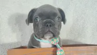 Weekend Sale!!!! Blue, a male French Bulldog for sale in Coleman, TX – 3 of 3