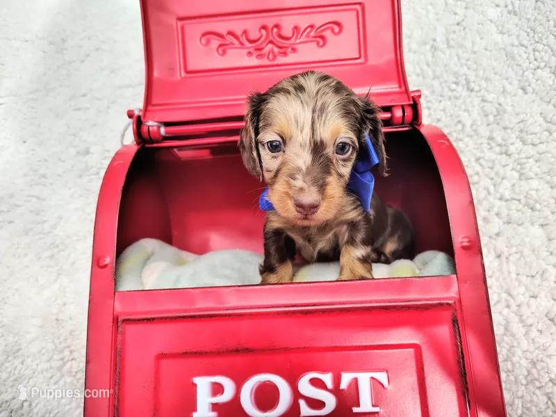 Long hair-Kit Kat – Miniature Dachshund puppy for sale in Coleman, TX