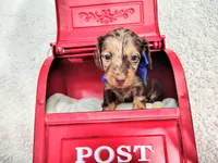Long hair-Kit Kat, a male Miniature Dachshund for sale in Coleman, TX – 1 of 5