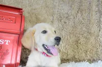 Maroon, a female Golden Retriever for sale in Coleman, TX – 7 of 10