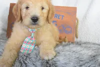 Weekend sale-Orange , a male Miniature Goldendoodle for sale in Coleman, TX – 4 of 5