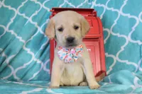 Peach, a female Golden Retriever for sale in Coleman, TX – 1 of 4