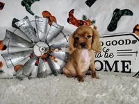 Orange, a male Cavalier King Charles Spaniel for sale in Coleman, TX – 6 of 6