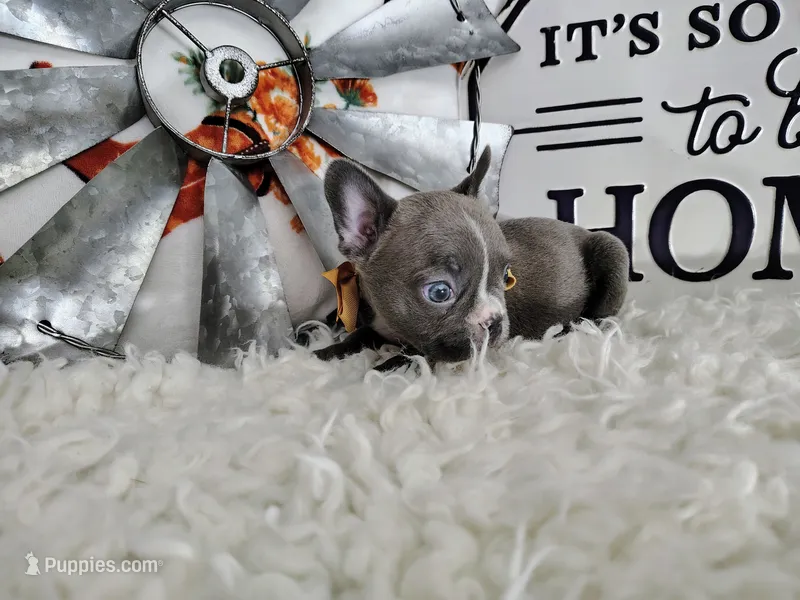 Sapphire  – French Bulldog puppy on hold in Coleman, TX