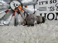 Sapphire , a male French Bulldog for sale in Coleman, TX – 1 of 5