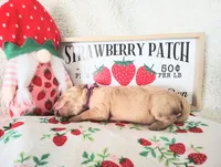 Purple, a female Golden Retriever for sale in Coleman, TX – 4 of 5