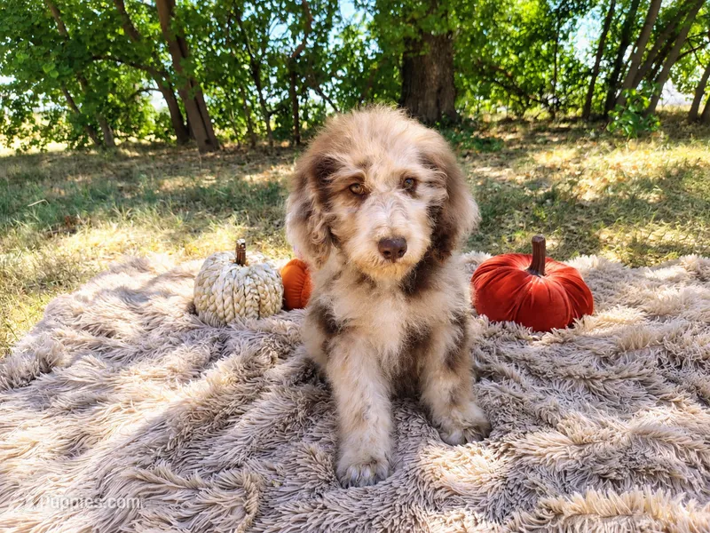 Blue-medium – Goldendoodle puppy for sale in Coleman, TX
