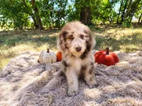 Blue-medium, a male Goldendoodle for sale in Coleman, TX – 1 of 3