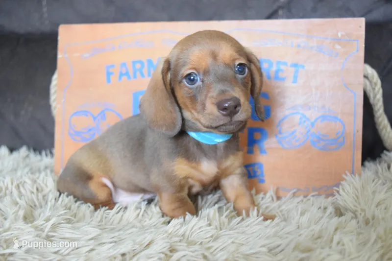 Ferrari  – Miniature Dachshund puppy for sale in Coleman, TX