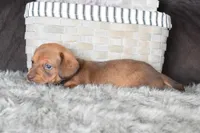 Ferrari , a male Miniature Dachshund for sale in Coleman, TX – Photo 7 of 8