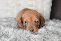 Ferrari , a male Miniature Dachshund for sale in Coleman, TX – Photo 4 of 8