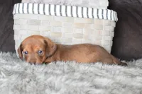 Ferrari , a male Miniature Dachshund for sale in Coleman, TX – Photo 5 of 8