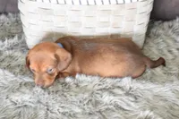 Ferrari , a male Miniature Dachshund for sale in Coleman, TX – Photo 6 of 8