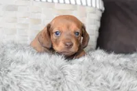Ferrari , a male Miniature Dachshund for sale in Coleman, TX – Photo 2 of 8