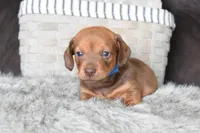 Ferrari , a male Miniature Dachshund for sale in Coleman, TX – Photo 3 of 8