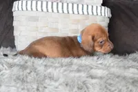 Ferrari , a male Miniature Dachshund for sale in Coleman, TX – Photo 8 of 8