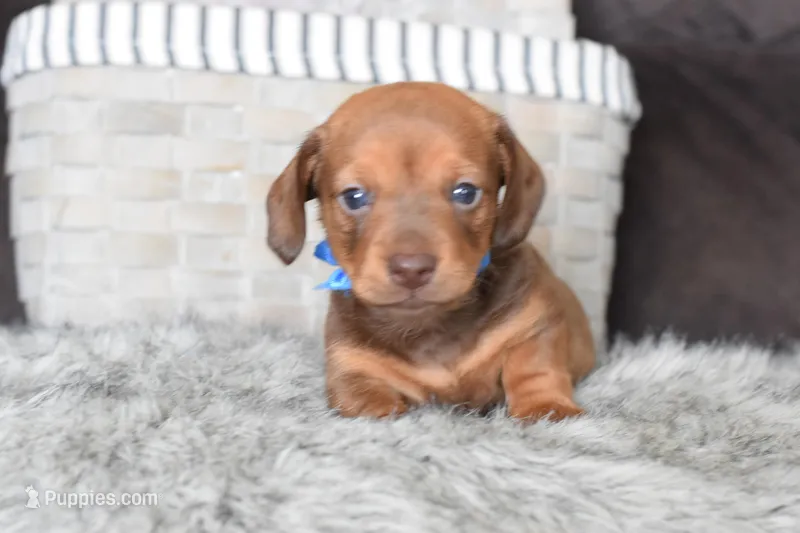 Ferrari  – Miniature Dachshund puppy for sale in Coleman, TX