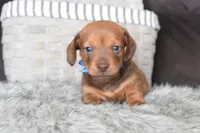 Ferrari , a male Miniature Dachshund for sale in Coleman, TX – Photo 1 of 8