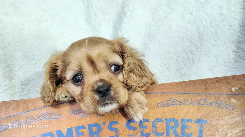 Pink – Cavalier King Charles Spaniel puppy for sale in Coleman, TX
