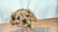 Pink, a female Cavalier King Charles Spaniel for sale in Coleman, TX – 1 of 4