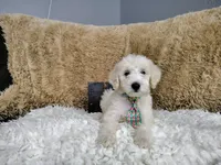 Green, a male Goldendoodle for sale in Coleman, TX – 3 of 7