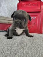 Blue, a male French Bulldog for sale in Coleman, TX – 5 of 6