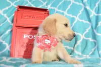 Orange, a female Golden Retriever for sale in Coleman, TX – 6 of 6