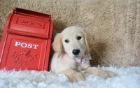 Peach, a female Golden Retriever for sale in Coleman, TX – 3 of 10