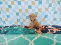 Cinnamon roll, a female Golden Retriever for sale in Coleman, TX – 3 of 6