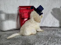 Navy blue-medium, a male Goldendoodle for sale in Coleman, TX – 3 of 5