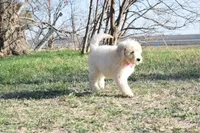 P-maroon, a female Goldendoodle for sale in San Antonio, TX – Photo 4 of 6
