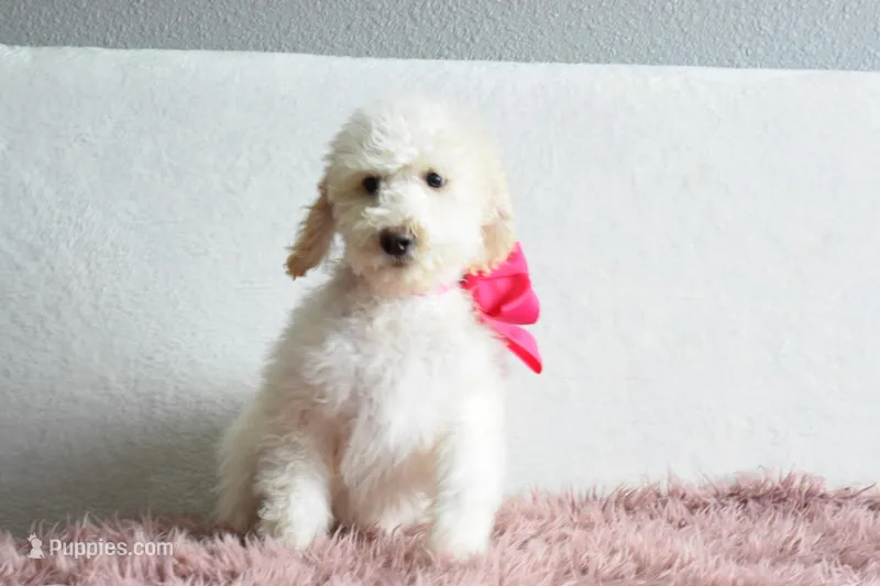 P-maroon – Goldendoodle puppy for sale in Weatherford, TX