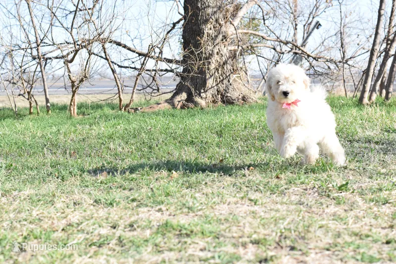 P-maroon, a female Goldendoodle for sale in San Antonio, TX – Photo 1 of 6