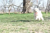 P-maroon, a female Goldendoodle for sale in San Antonio, TX – Photo 1 of 6
