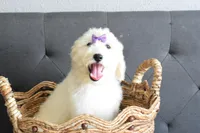 P-maroon, a female Goldendoodle for sale in Houston, TX – Photo 1 of 4