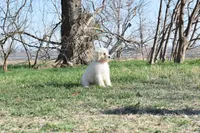 P-maroon, a female Goldendoodle for sale in San Antonio, TX – Photo 6 of 6
