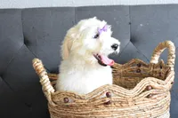 P-maroon, a female Goldendoodle for sale in Houston, TX – Photo 2 of 4