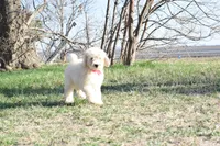 P-maroon, a female Goldendoodle for sale in San Antonio, TX – Photo 3 of 6