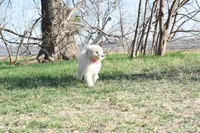 P-maroon, a female Goldendoodle for sale in San Antonio, TX – Photo 5 of 6