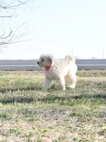 P-maroon, a female Goldendoodle for sale in San Antonio, TX – Photo 2 of 6
