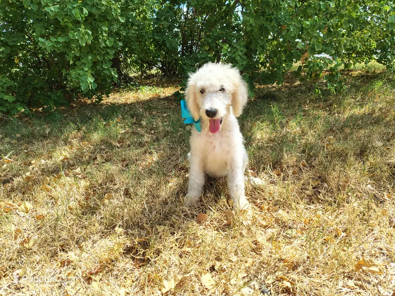 Green-Standard-WEEKEND SALE – Goldendoodle puppy for sale in Coleman, TX