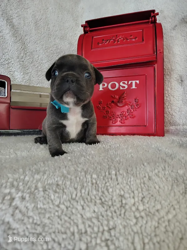 Blue – French Bulldog puppy for sale in Coleman, TX