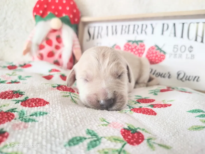 Light purple – Golden Retriever puppy for sale in Coleman, TX