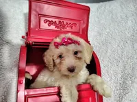 Magenta -medium , a male Goldendoodle for sale in Coleman, TX – 2 of 4