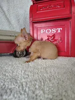 Pink, a male Chihuahua for sale in Coleman, TX – 3 of 6
