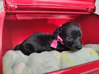 Long Hair- Nutella, a female Miniature Dachshund for sale in Coleman, TX – 3 of 5